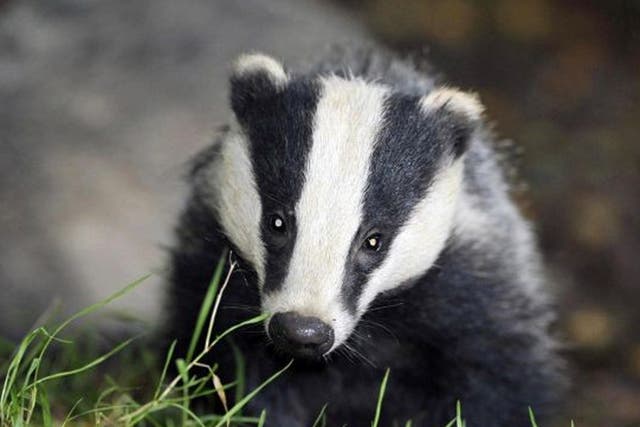 A badger had made its undergound home on a farm in the town of Stolpe in the eastern state of Brandenburg
