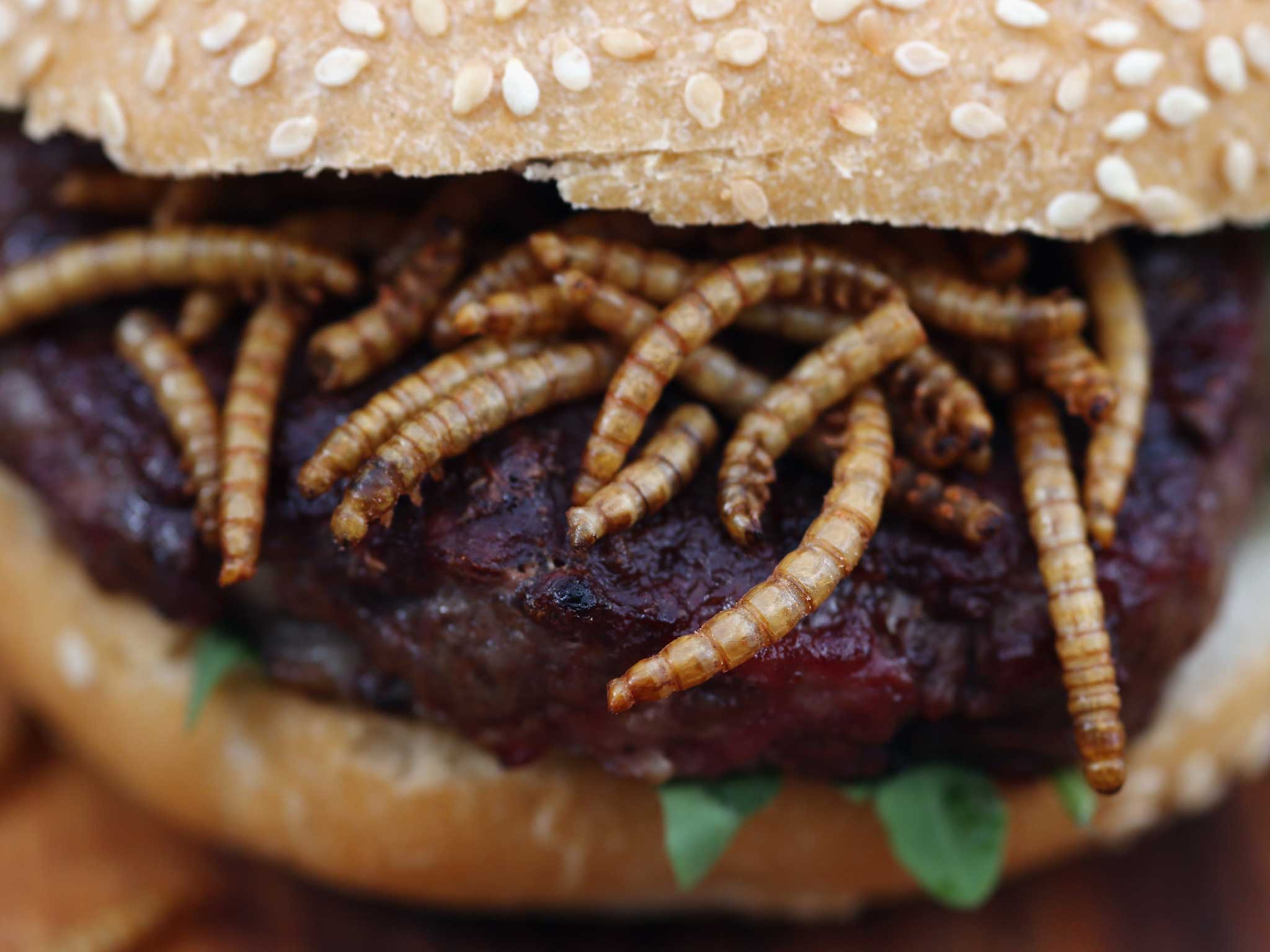 A pigeon burger with mealworms at the 'pop up' stand at One New Change