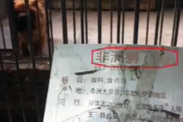 Chinese news footage shows the dog barking inside the enclosure marked as 'African lion'
