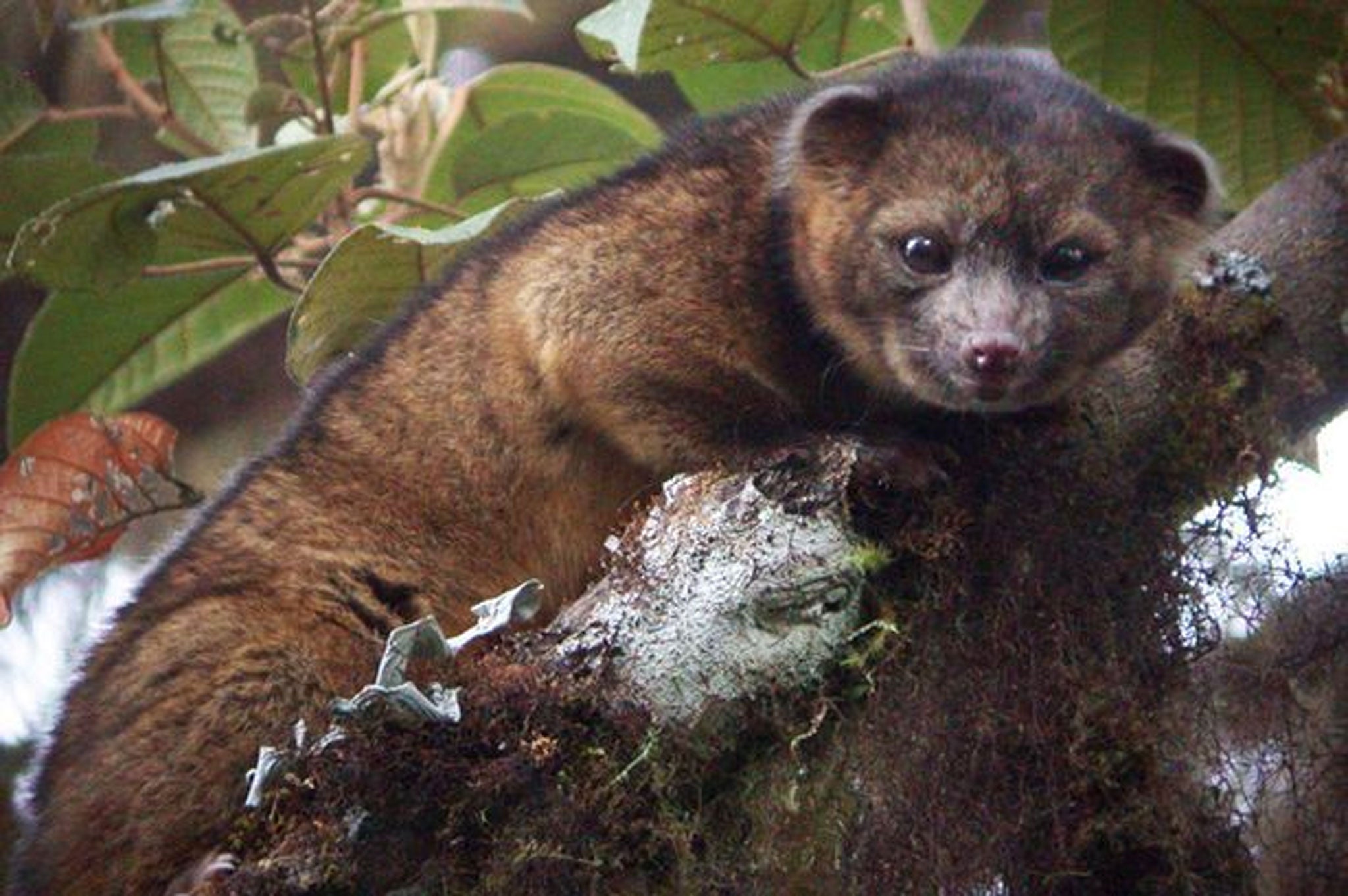 The olinguito has been described as a cross between a “teddy bear and a house cat”, and with solid scientific comparisons like that it’s not hard to see why the animal suffered a century of mistaken identity.