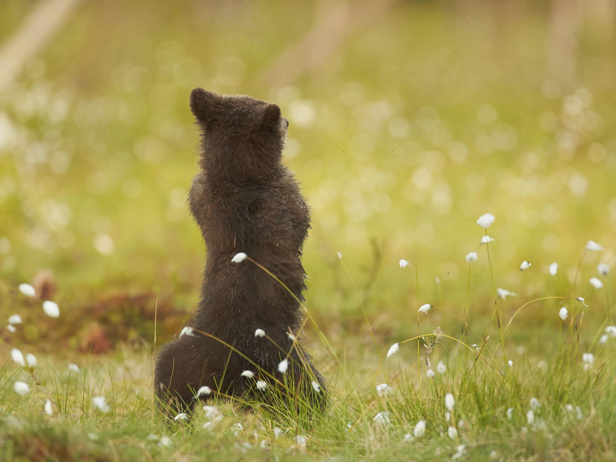 According to photographer Mark Sisson, the bear cub swayed from side to side