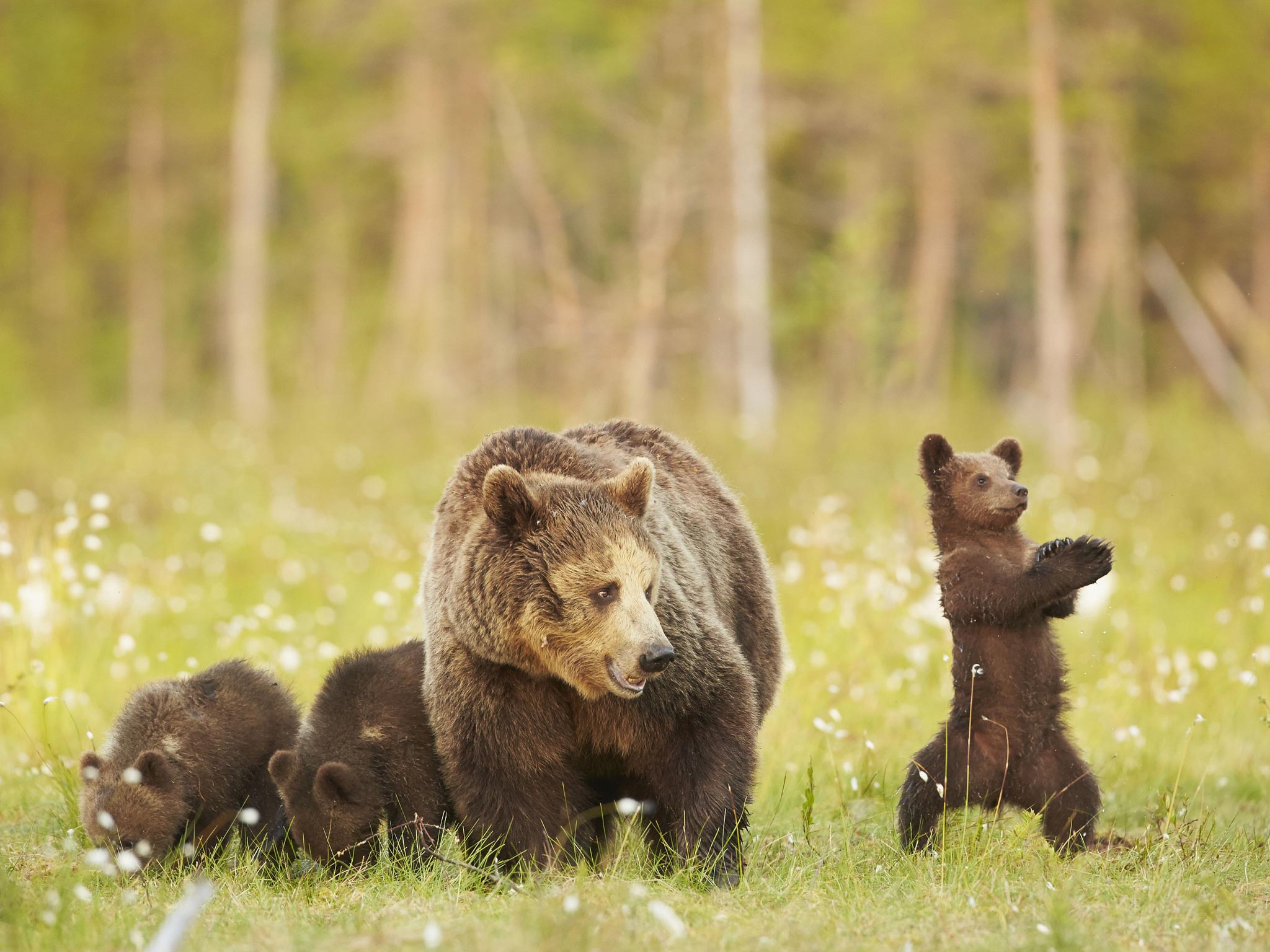 The bear's siblings continued to eat while his danced