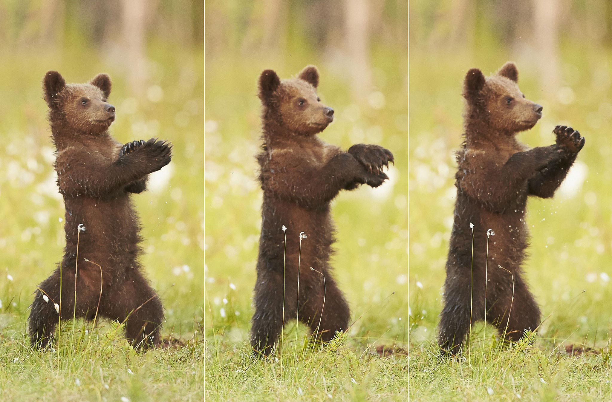 Bear cub photographed dancing Gangnam Style in Finland | The Independent