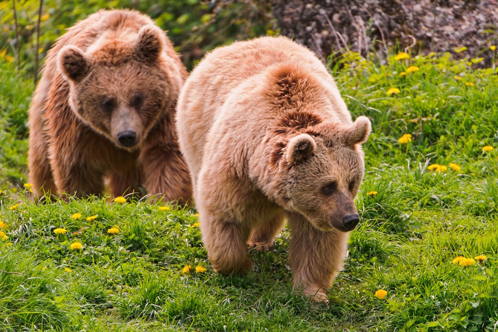 The University of Cambridge wouldn't let 19th-century romantic poet Lord Byron keep a pet dog. Being the badass that he was, he kept a tame bear instead. There was no mention of bears in university statute, meaning that the college authorities had no legal argument.