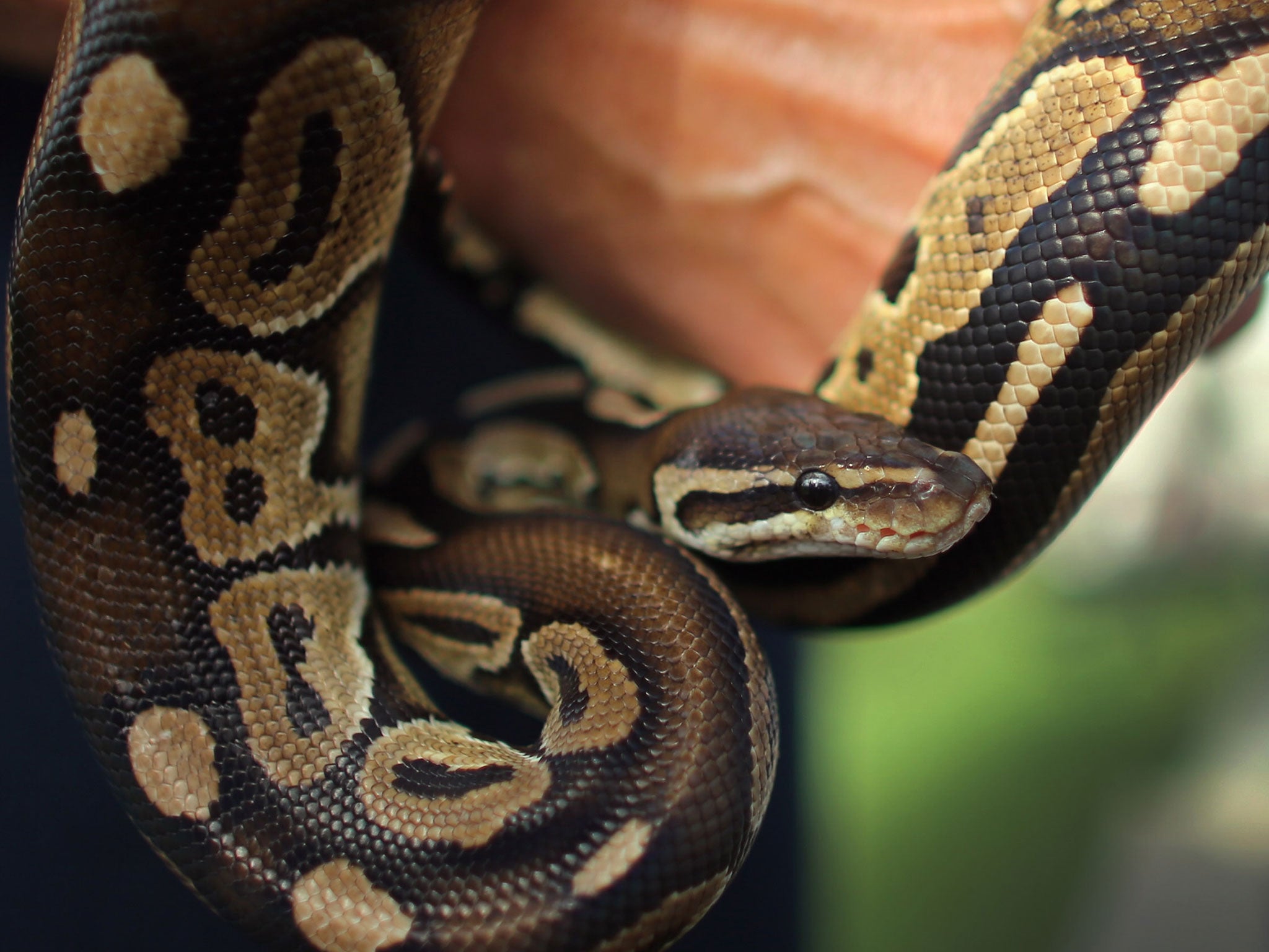 Canadian animal welfare officers have rescued 40 distressed pythons (not pictured) from a motel room where they were being improperly held in plastic storage bins.