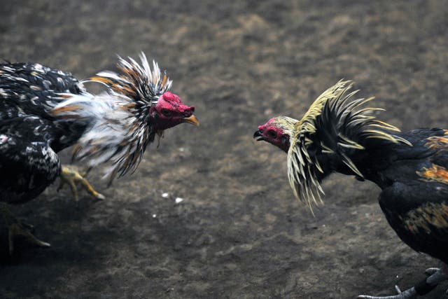 Two spurred roosters fight to the death