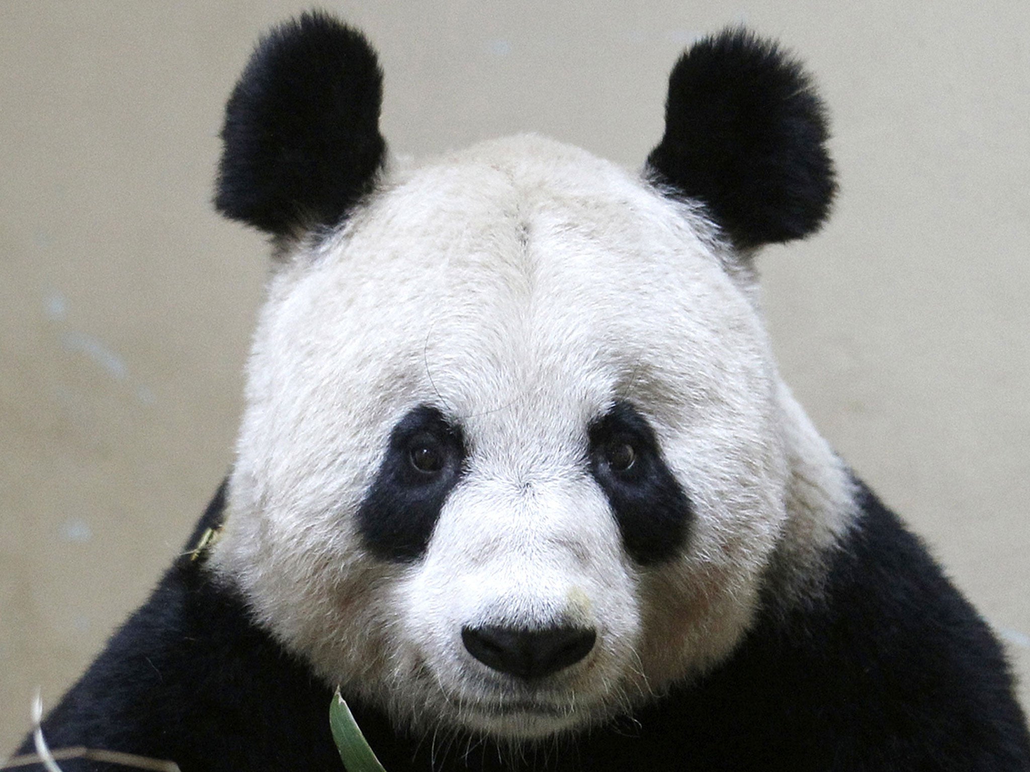 Panda sex exposé: Why does the male struggle to perform his duty in  captivity? | The Independent | The Independent