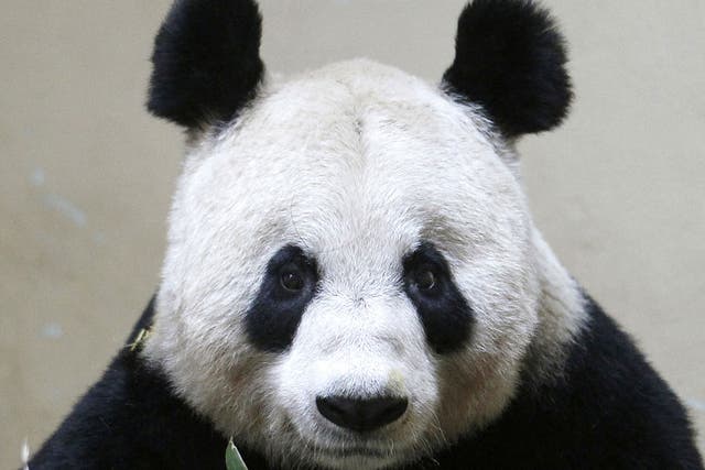 In captivity the male giant panda is more interested in bamboo than in mating