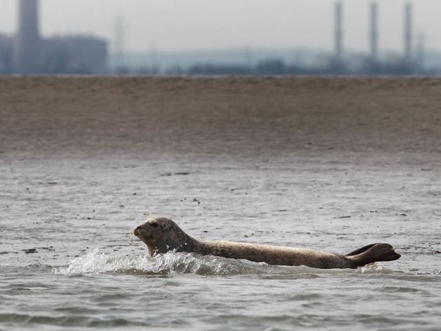 Over 700 seals were spotted in the Thames Estuary in a count by conservationists
