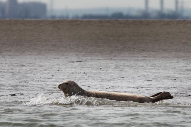 Over 700 seals were spotted in the Thames Estuary in a count by conservationists