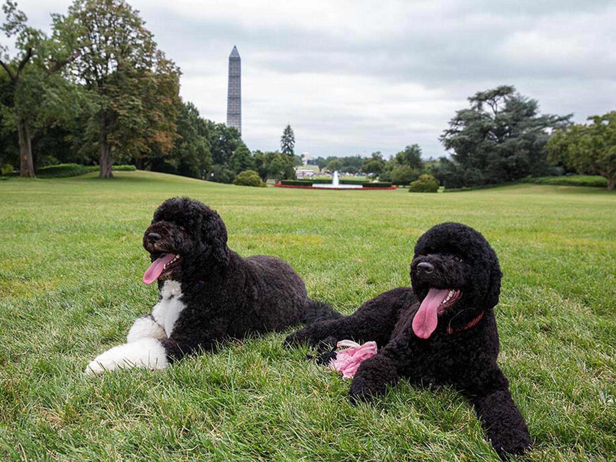 Bo Obama (left) and Sunny relax in on the White House lawn
