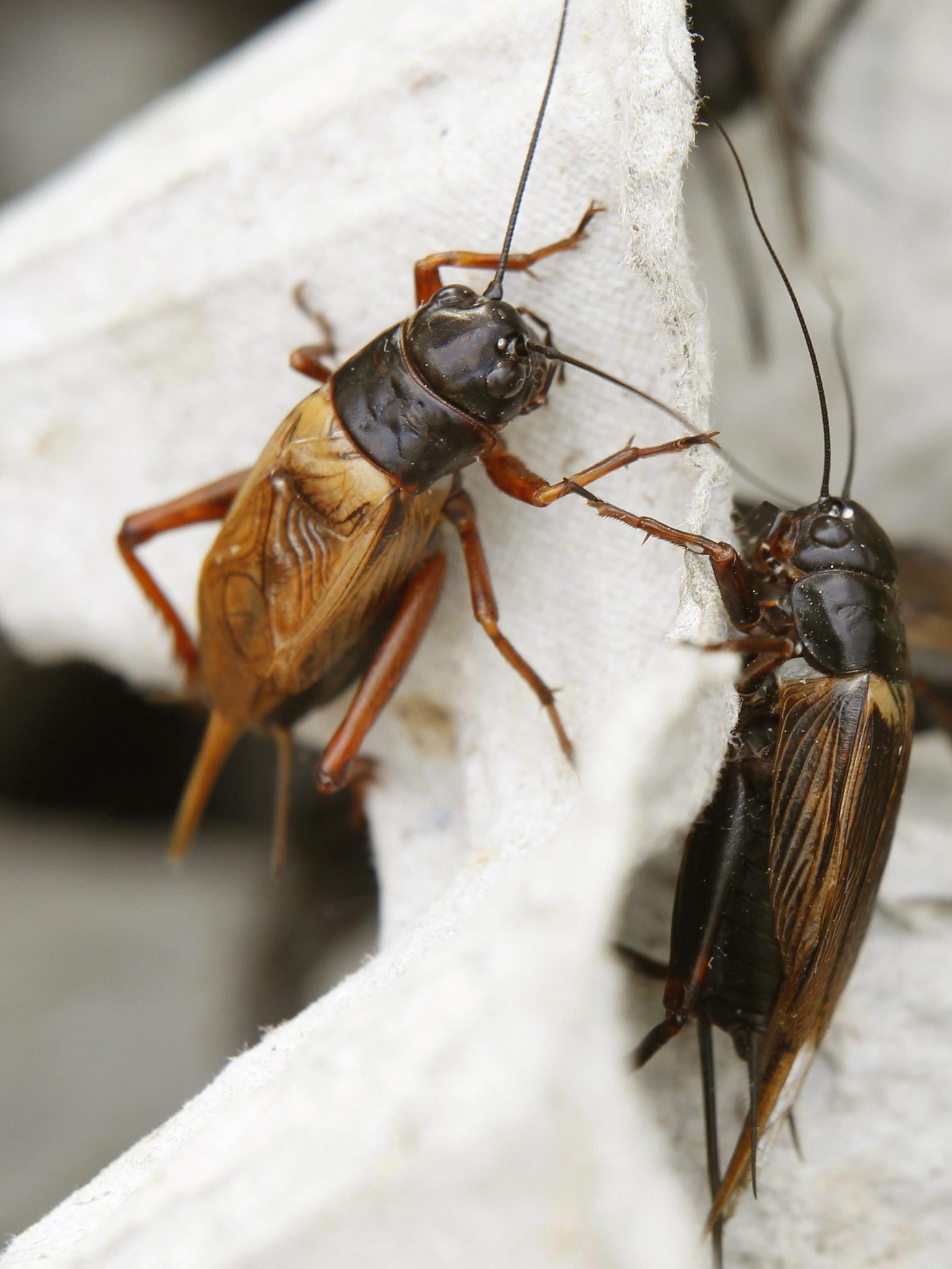 Two crickets, edible insects, sit in a cage for sale at a fresh market in Khonkaen province, northeast of Thailand