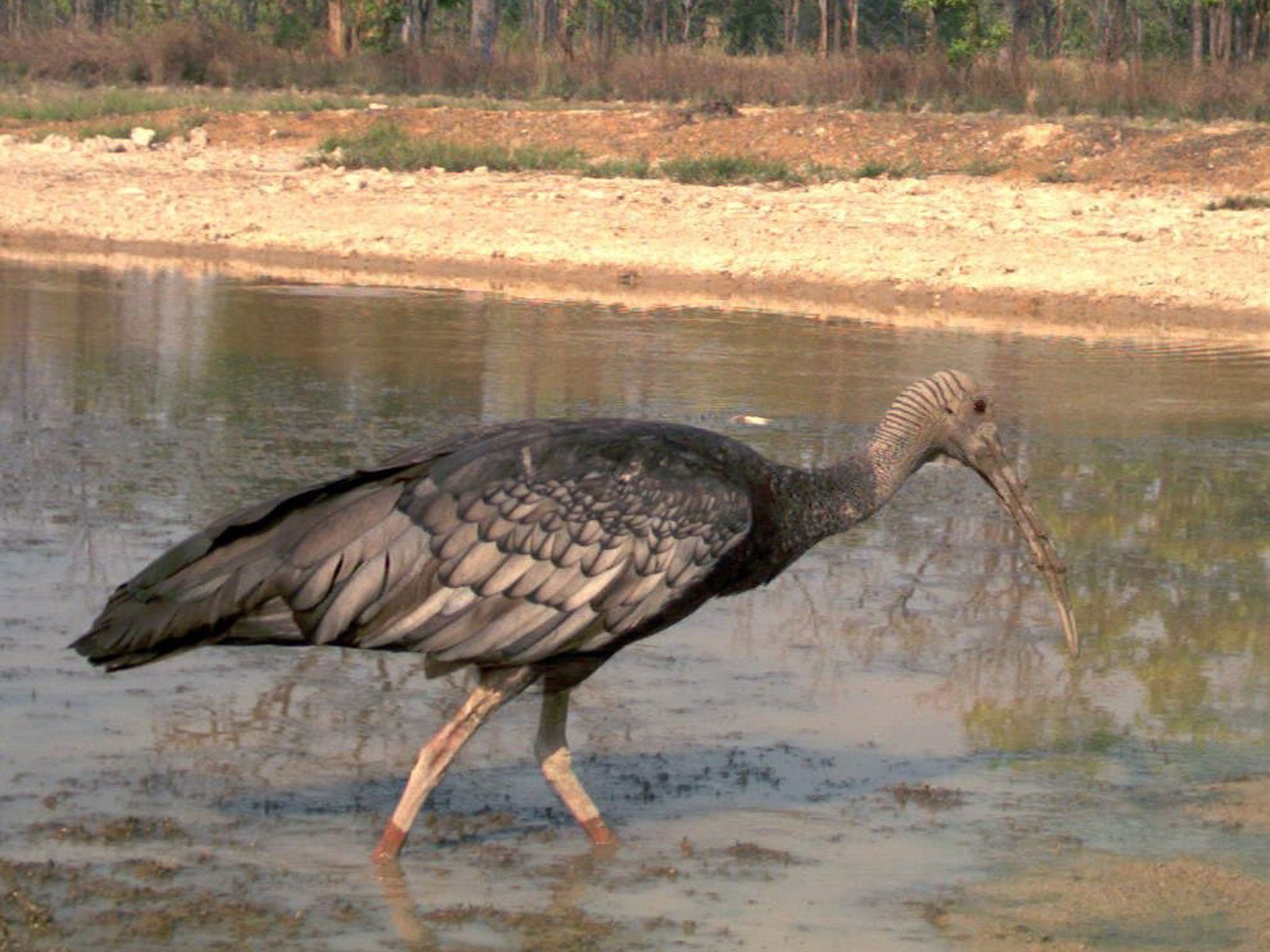 A giant ibis searches for food in a pond in Mondulkiri province