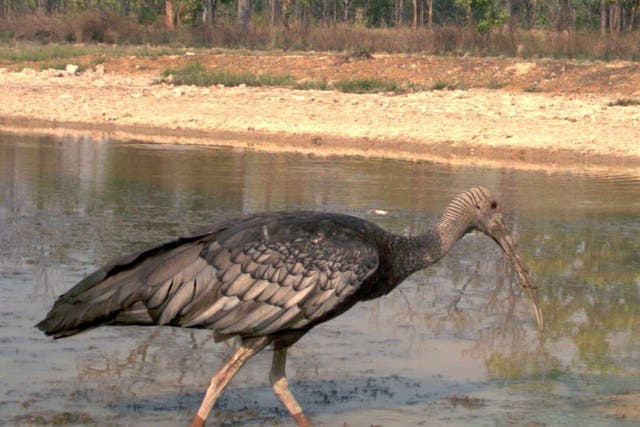 A giant ibis searches for food in a pond in Mondulkiri province