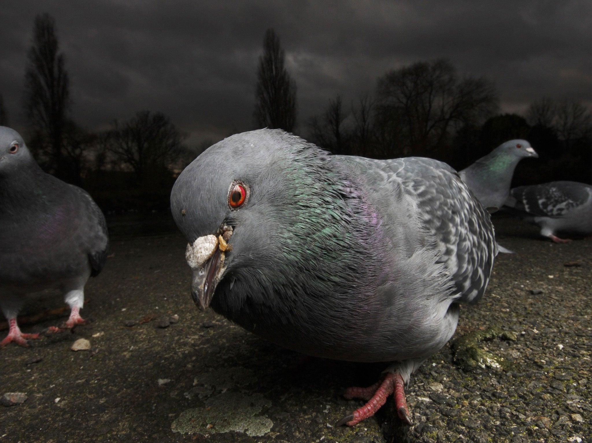 A number of panicked Russians have contacted the authorities to report concerns over the bizarre behaviour of pigeons in Moscow.