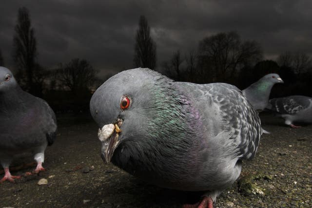 A number of panicked Russians have contacted the authorities to report concerns over the bizarre behaviour of pigeons in Moscow.