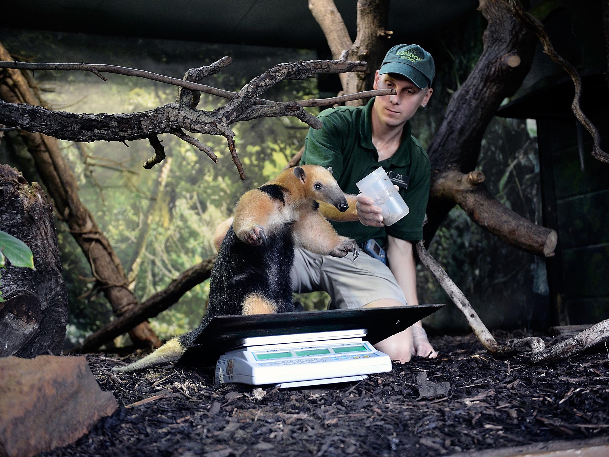 Tammy a 6.8kg South American Tamandua on the scales at London Zoo