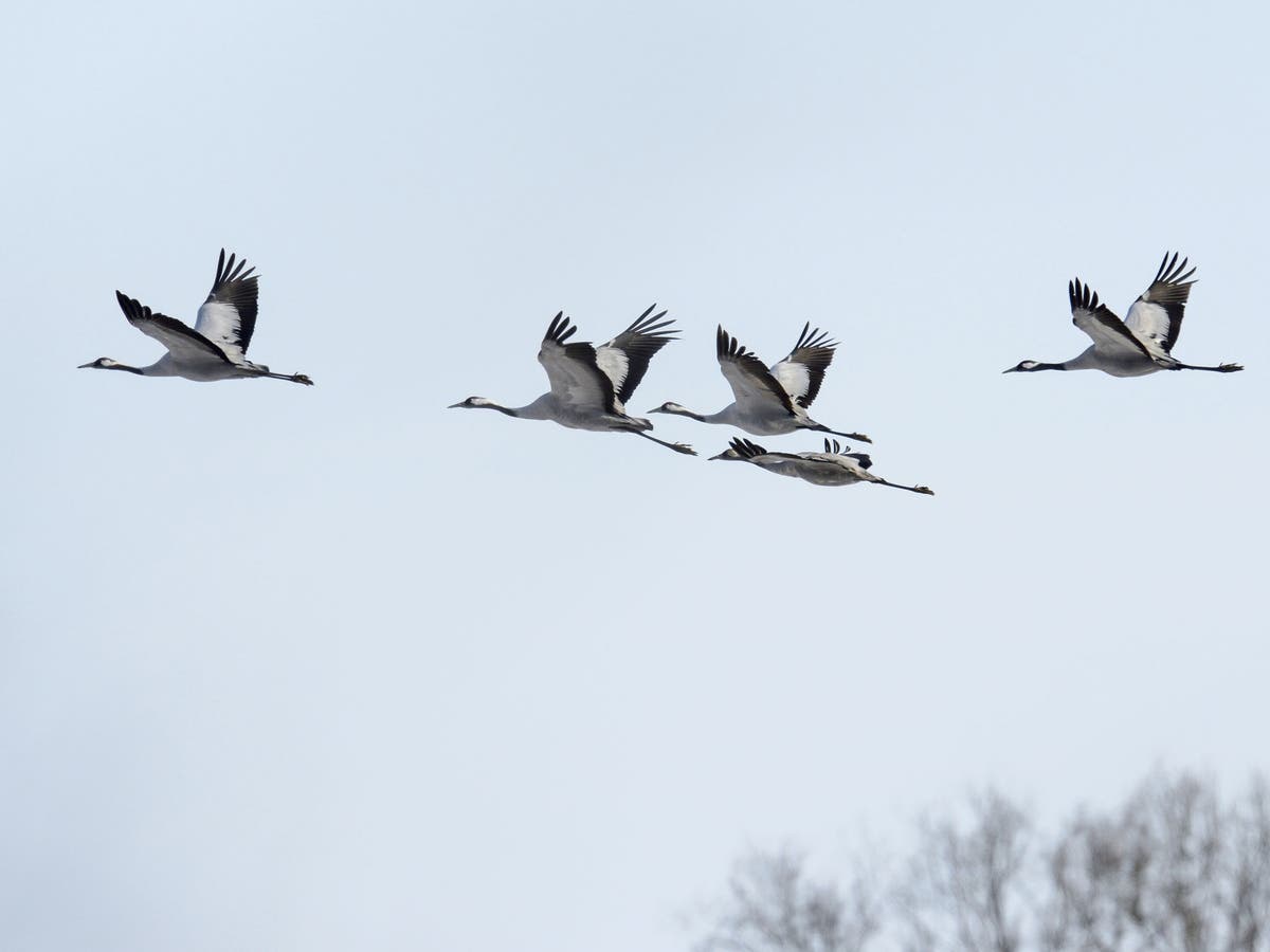 Birds observe speed limits on the roads even if motorists choose to ...