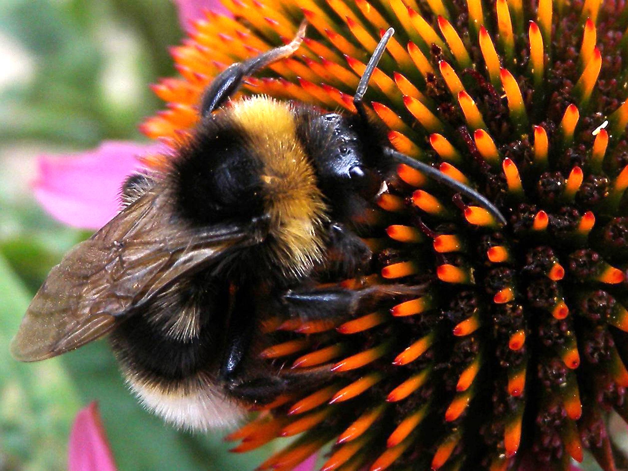 Hungry bumblebees travel more than a mile to find food