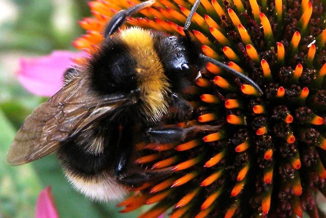 Hungry bumblebees travel more than a mile to find food