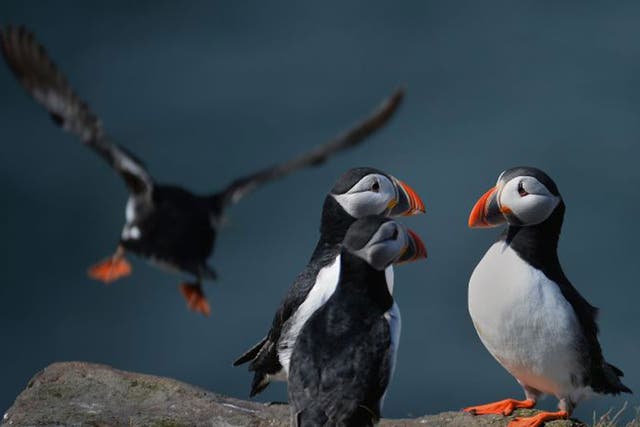 Puffin: Suffering as their main food source, the sand eel, moves away in search of cooler water