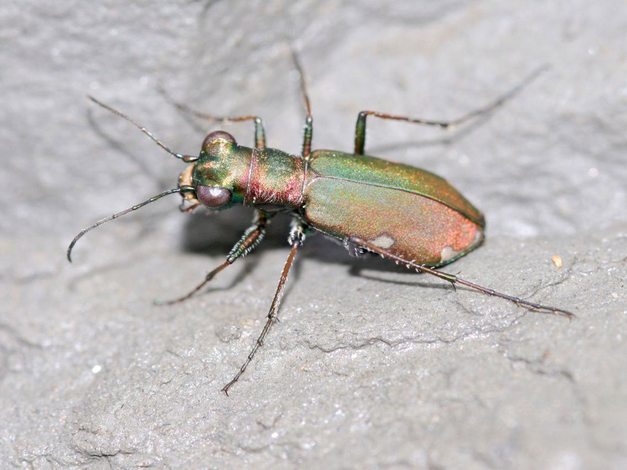 Cliff tiger beetle: Is unable to move if conditions become difficult through storms or development