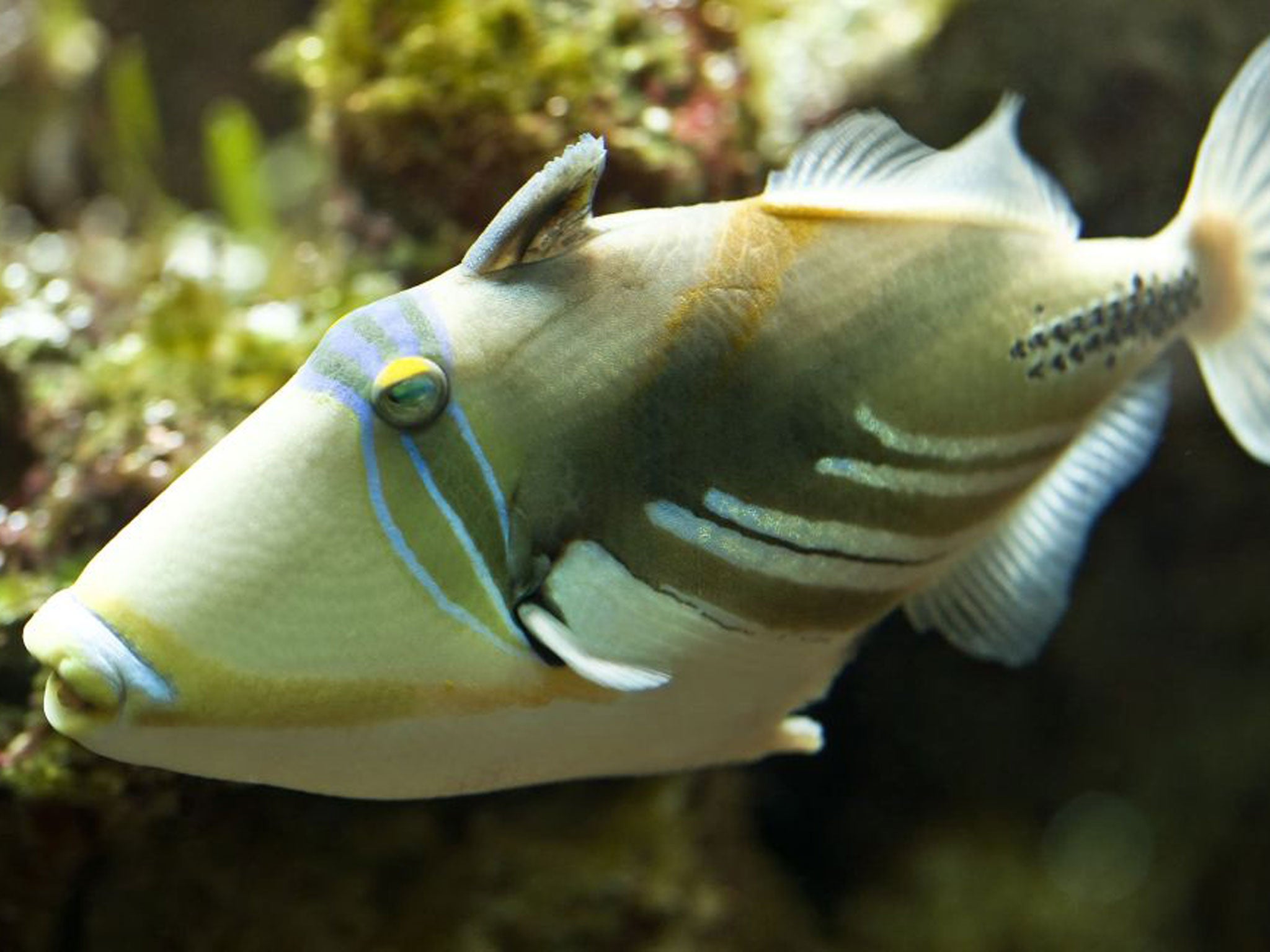 Triggerfish: The warming sea around North Wales is appealing to this non-native species