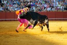 Will bullfighting survive in modern Spain?