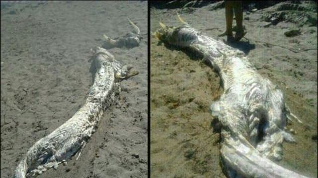 The horns of the so far unidentified creature were separated from the rest of the carcass and lay nearby.