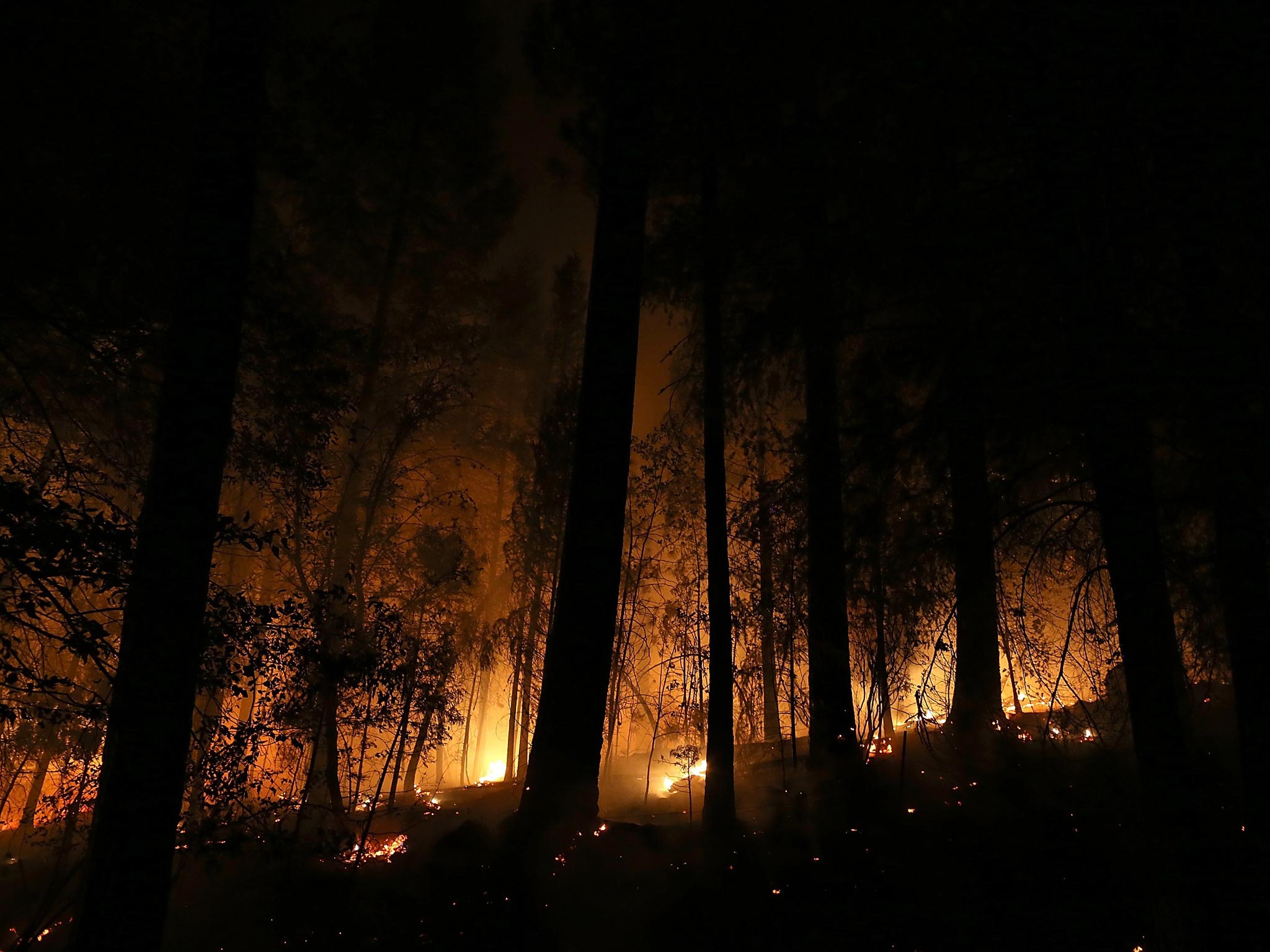 A back fire burns in a grove of trees during the Rim Fire in Groveland, California
