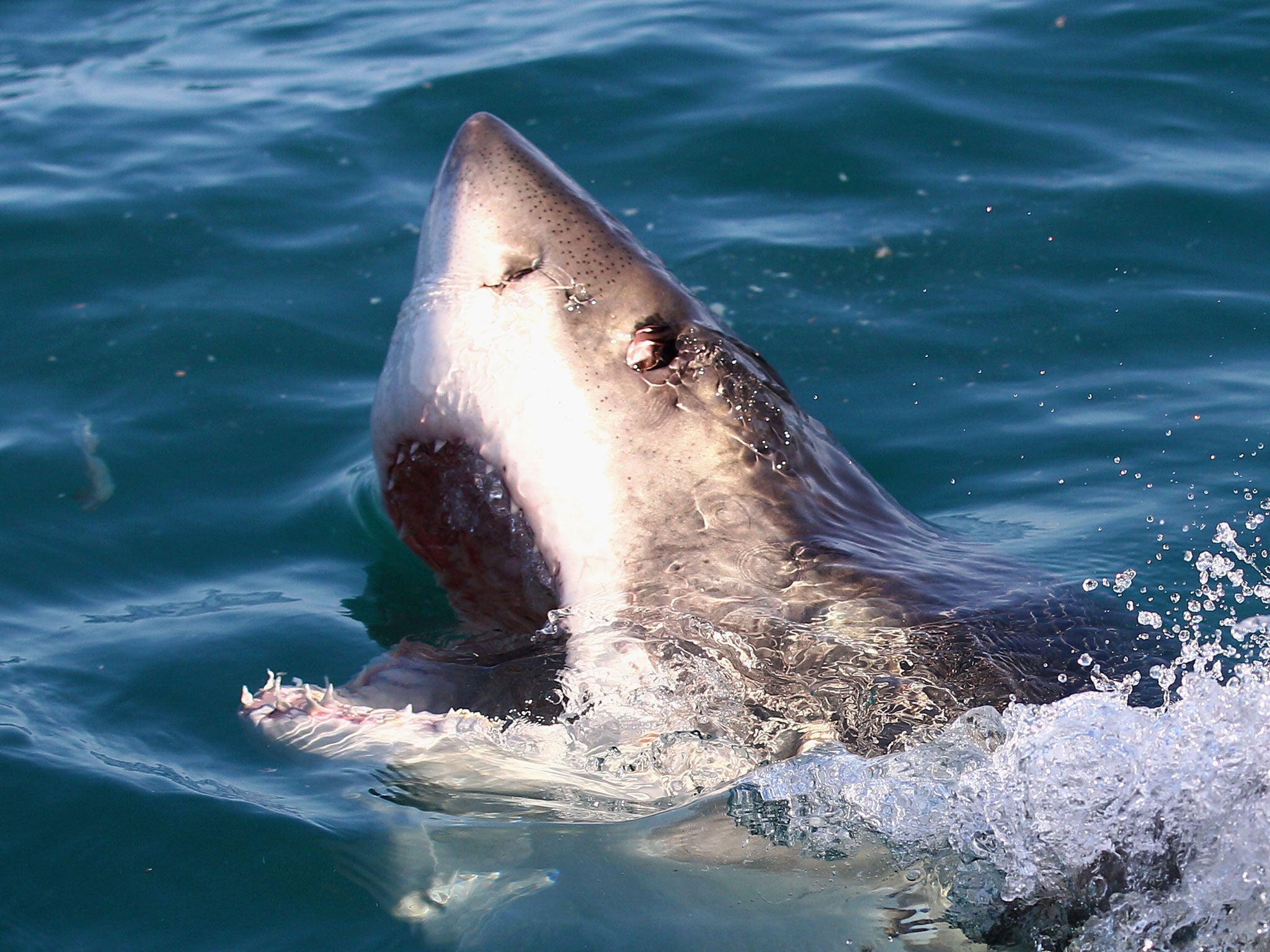 File: The Ocearch team is on a mission to tag as many great white sharks as possible