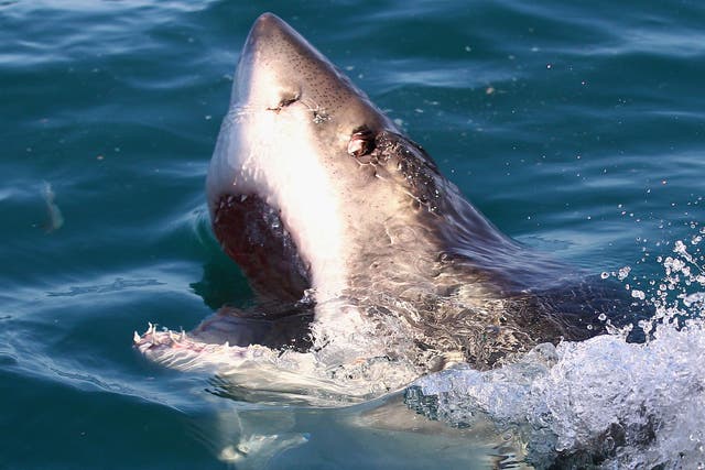 <p>File: The Ocearch team is on a mission to tag as many great white sharks as possible</p>