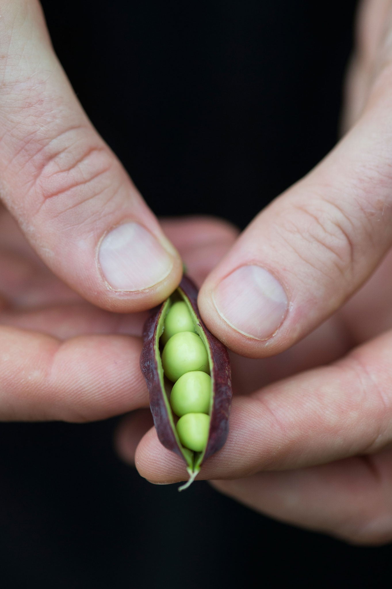 Like potatoes, peas are divided into earlies and main crops