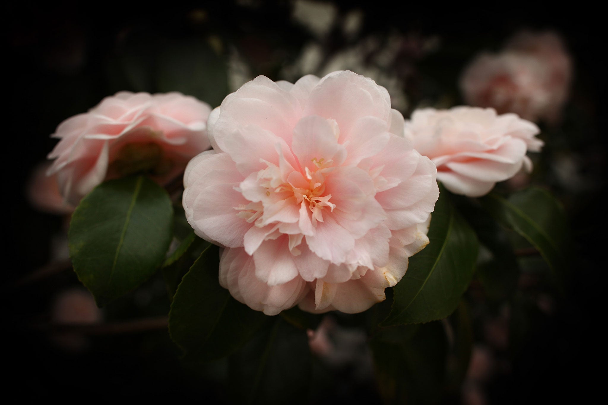 Camellia flower buds are being initiated now for next spring's display