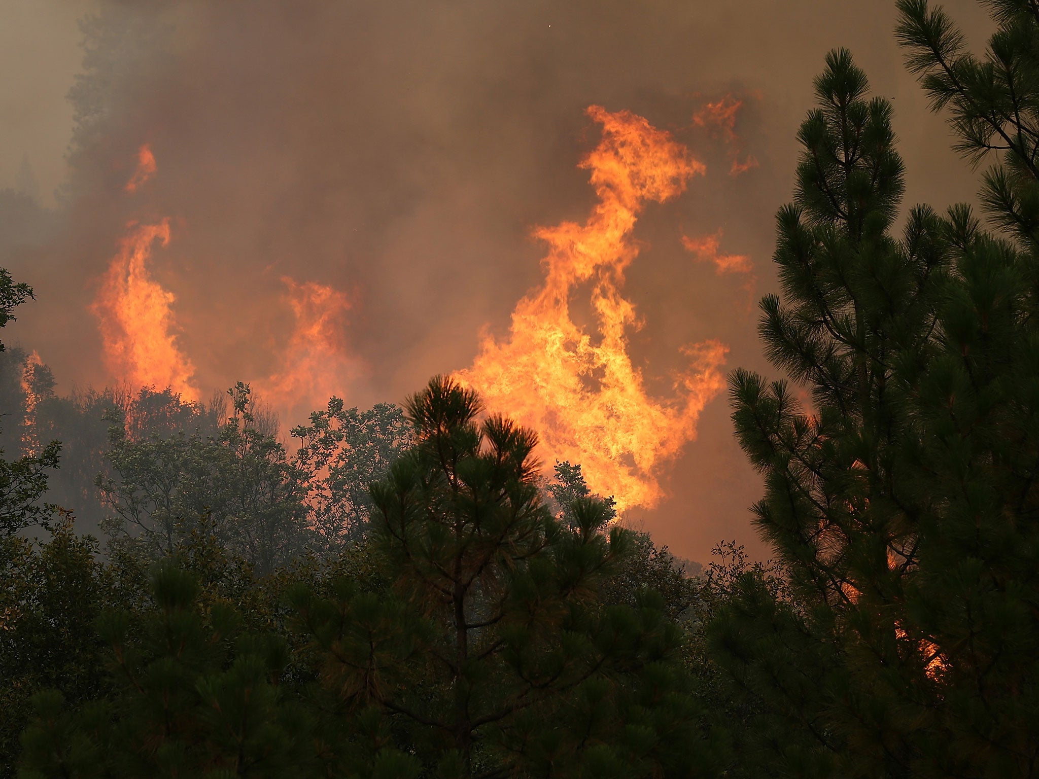 The Rim Fire consumes trees on August 23, 2013 near Groveland, California