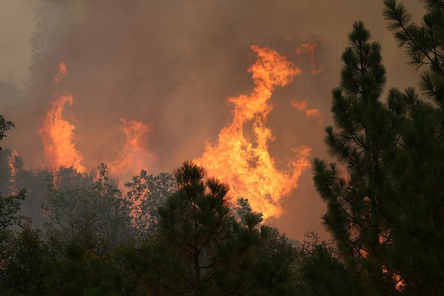 The Rim Fire consumes trees on August 23, 2013 near Groveland, California