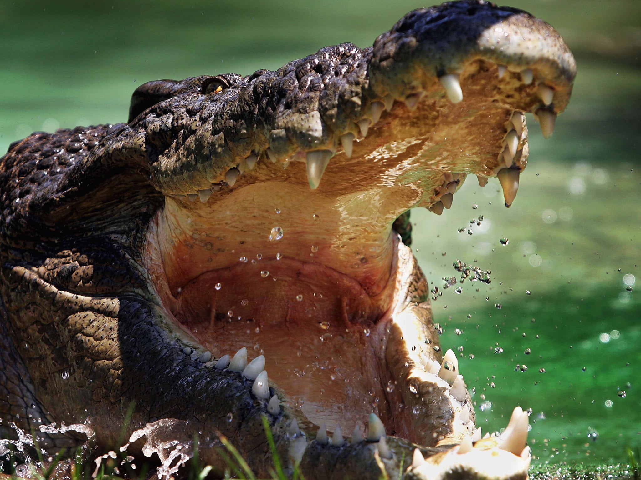 A 4.2-meter saltwater crocodile in northern Australia was killed on Sunday