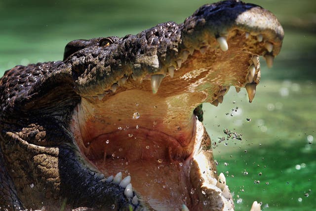 Saltwater crocodile numbers in Australia have shot up since the species was protected by federal law in 1971