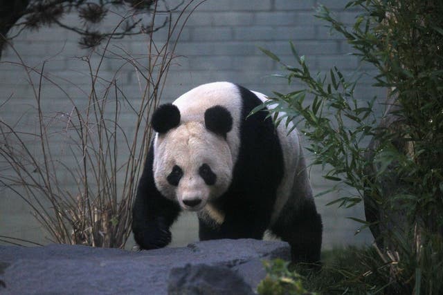 Tian Tian looks out from her enclosure as members of the public view her for the first time at Edinburgh Zoo on 16 December 2011