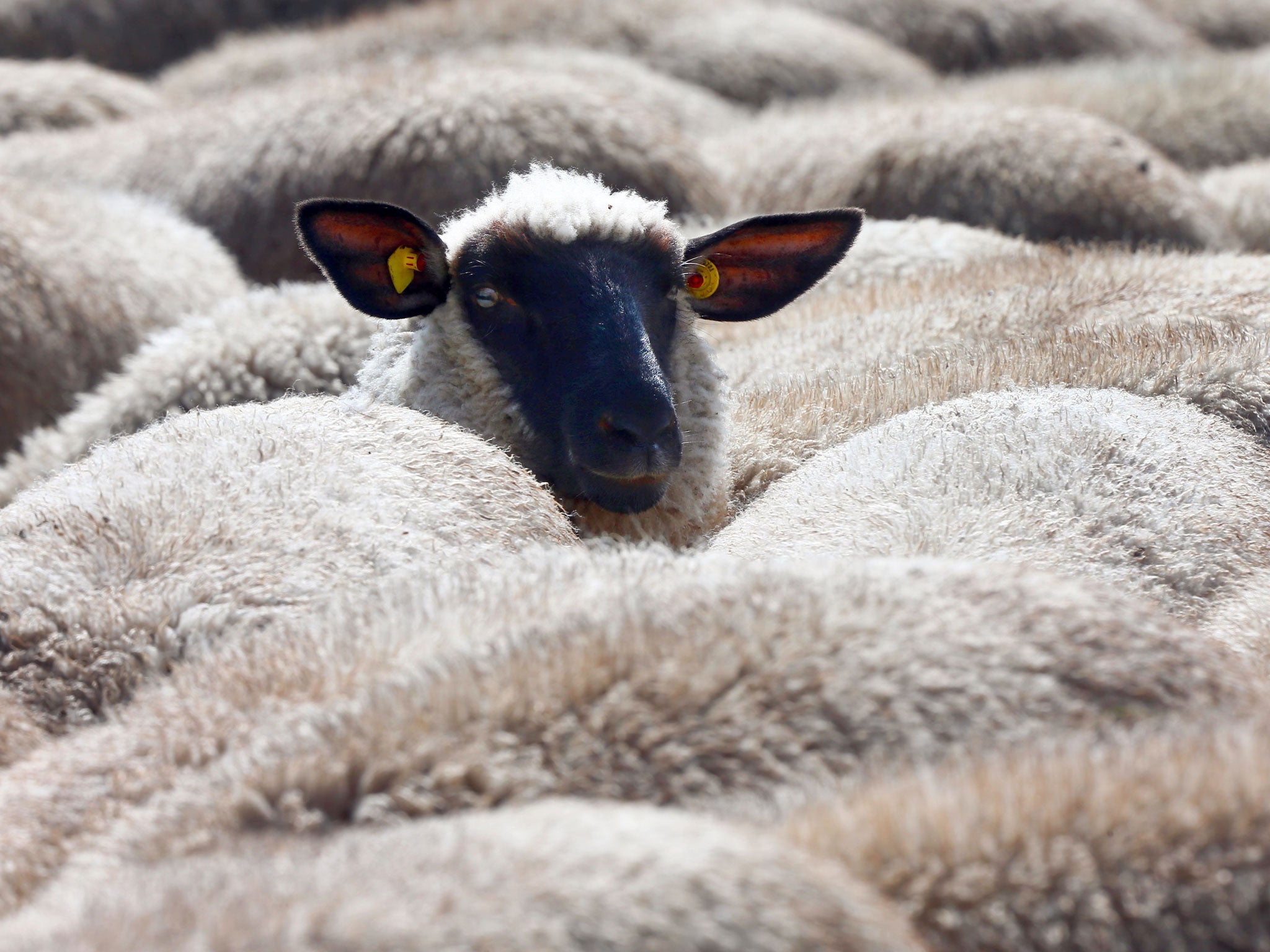 Police have appealed for witnesses after 160 sheep were stolen near the village of Wool