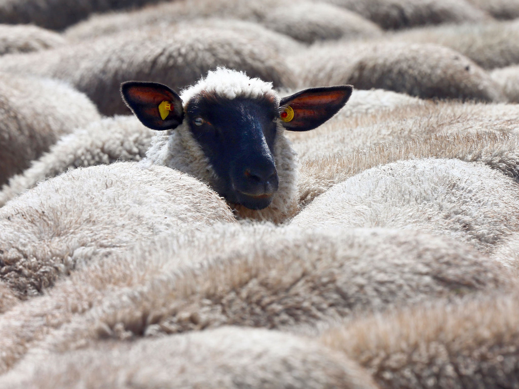 (File photo) A man has been accused of trying to have sex with a sheep next to the Tottenham Hotspurs FC training ground