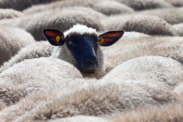 A man has been found guilty of trying to have sex with a sheep next to the Tottenham Hotspurs FC training ground
