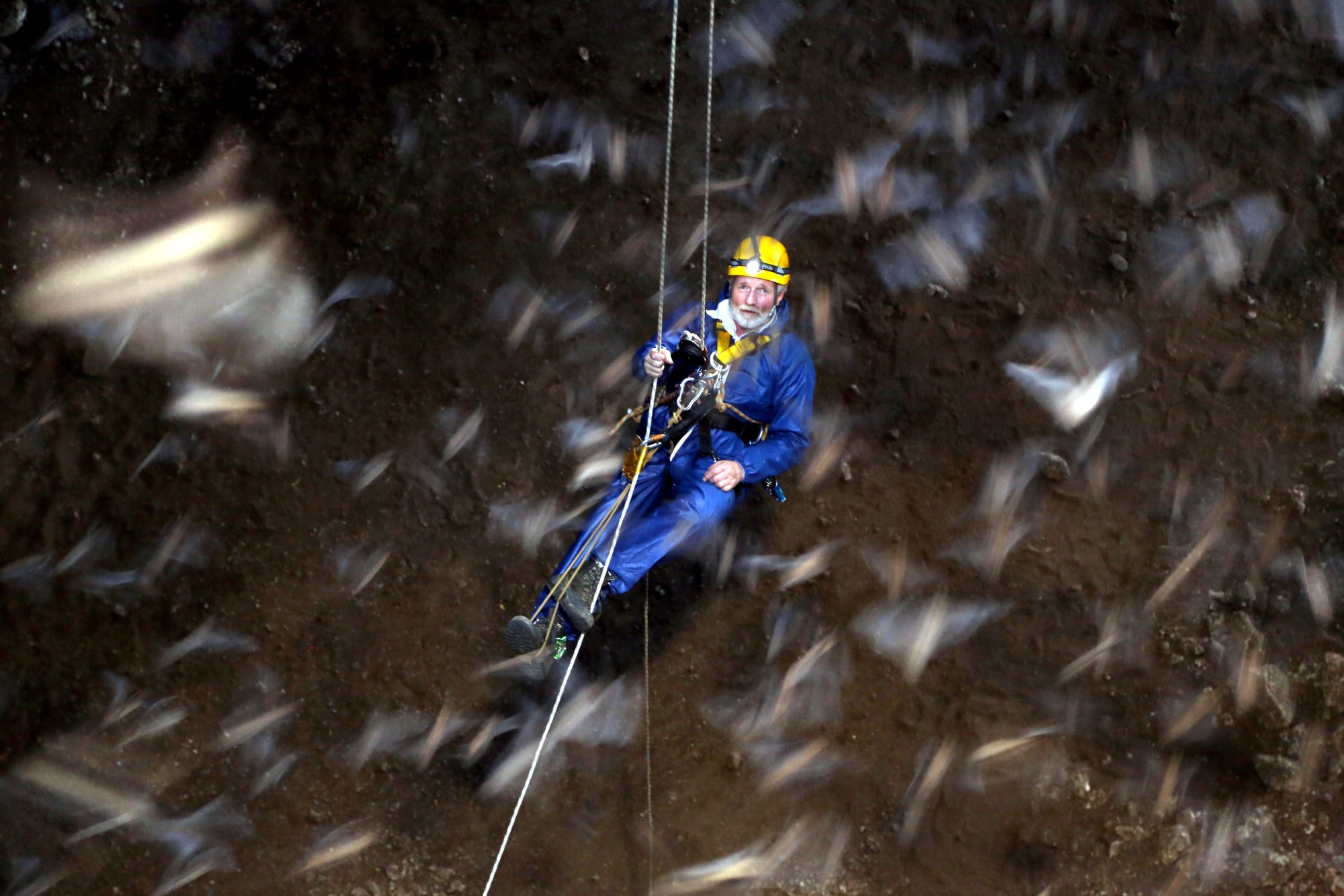 Swarm in here: Dr George McGavin surrounded by Mexican Freetailed bats in Austin, Texas.