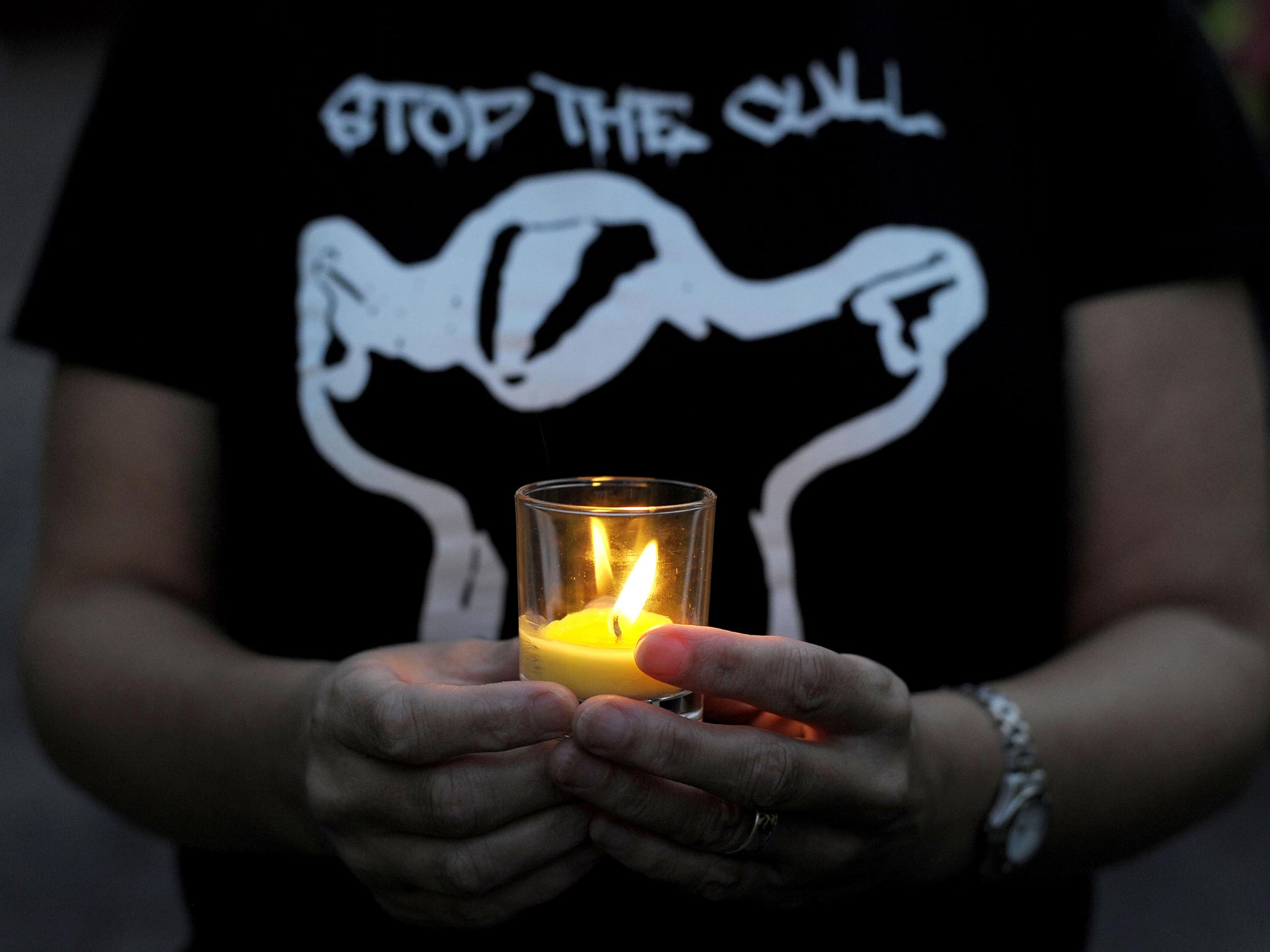 A protester in Minehead during a candlelight vigil event organized by Somerset Badger Patrol, against the planned cull