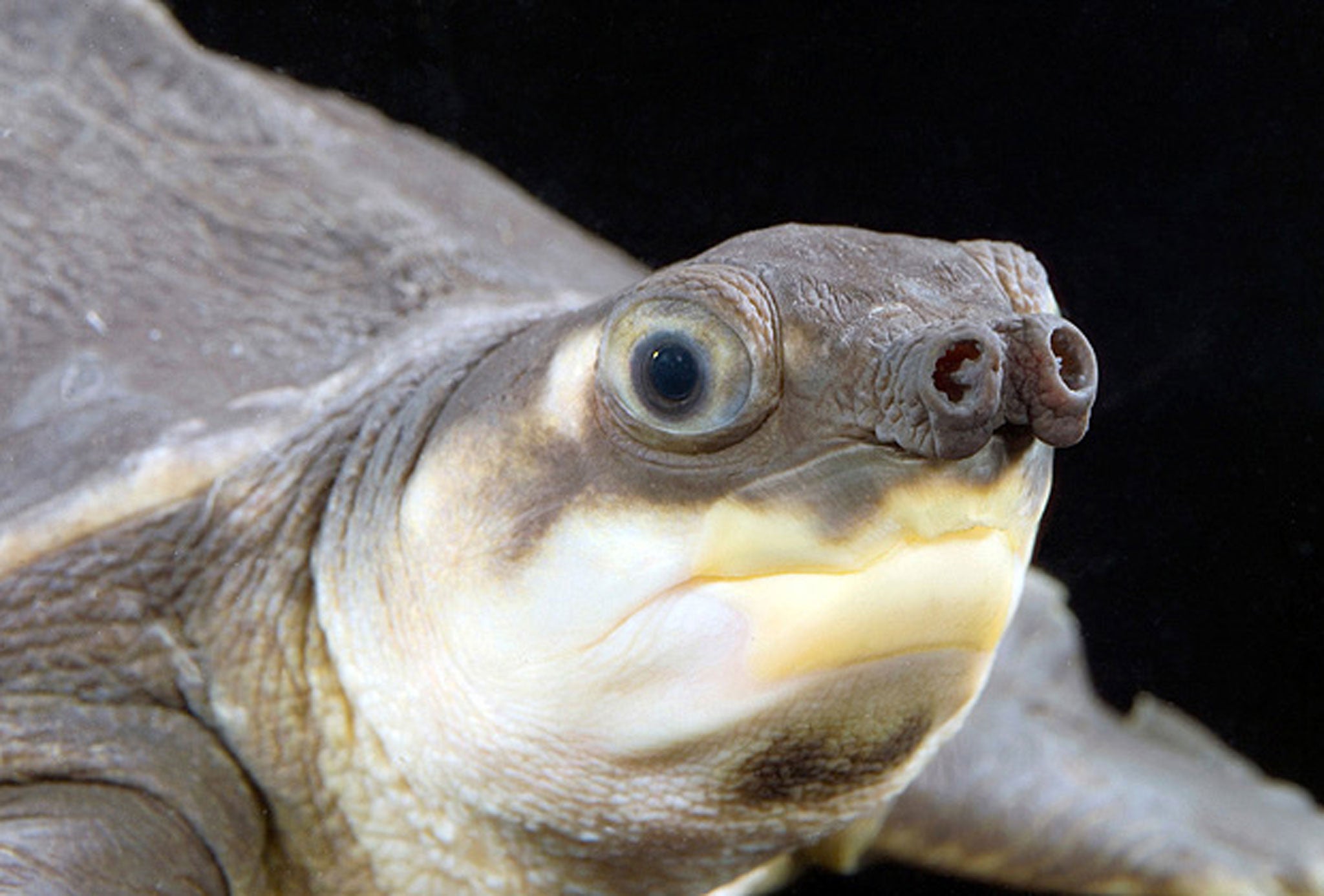 The pig-nosed turtle