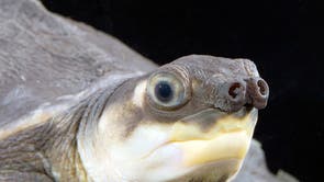 Blobfish declared world's ugliest animal