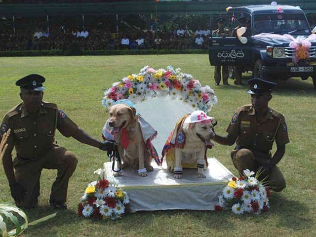 Sri Lankan police hold a pair of sniffer dogs at a "wedding" of nine dog couples in the central Sri Lankan town of Kandy