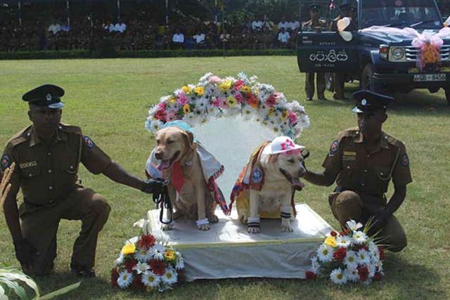 Sri Lankan police hold a pair of sniffer dogs at a "wedding" of nine dog couples in the central Sri Lankan town of Kandy
