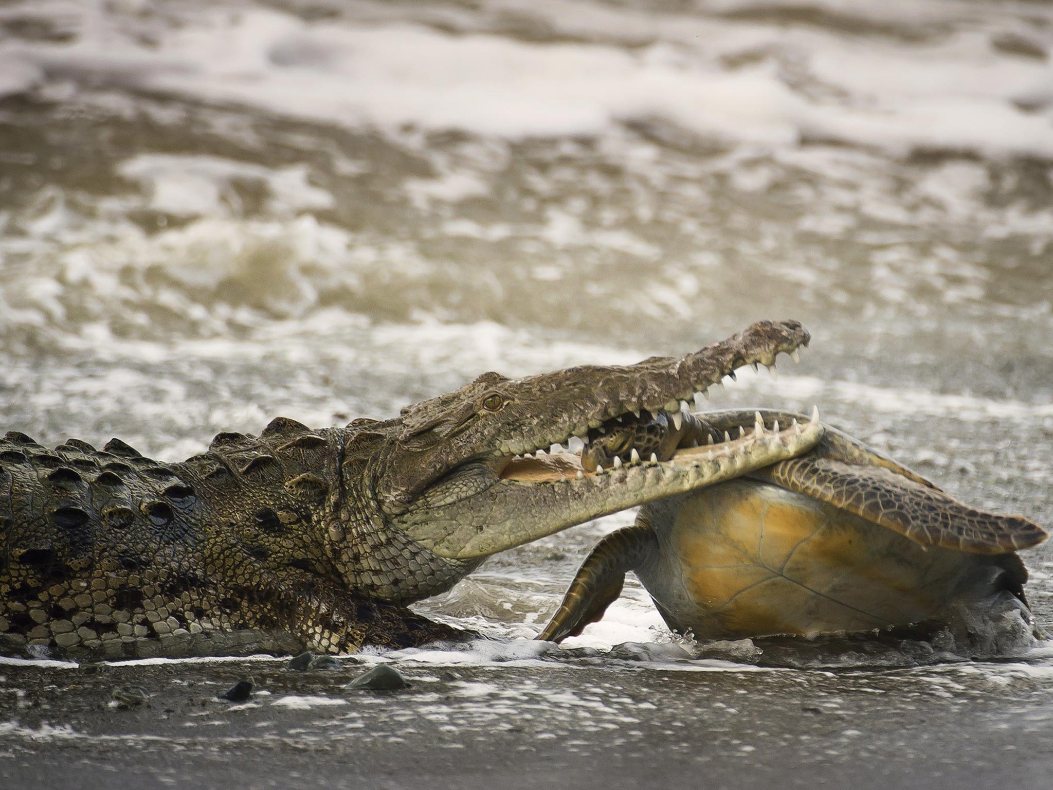 'Cold-blooded killing' by Alejandro Prieto: Corcovado National Park, on the Pacific coast of Costa Rica, is accessible only by boat or aircraft. Early one morning, Alejandro heard there were bull sharks near the beach and set off to look for them. Out of the sea came a huge crocodile with a large green turtle in its mouth, which was flapping its flippers and opening and closing its eyes.