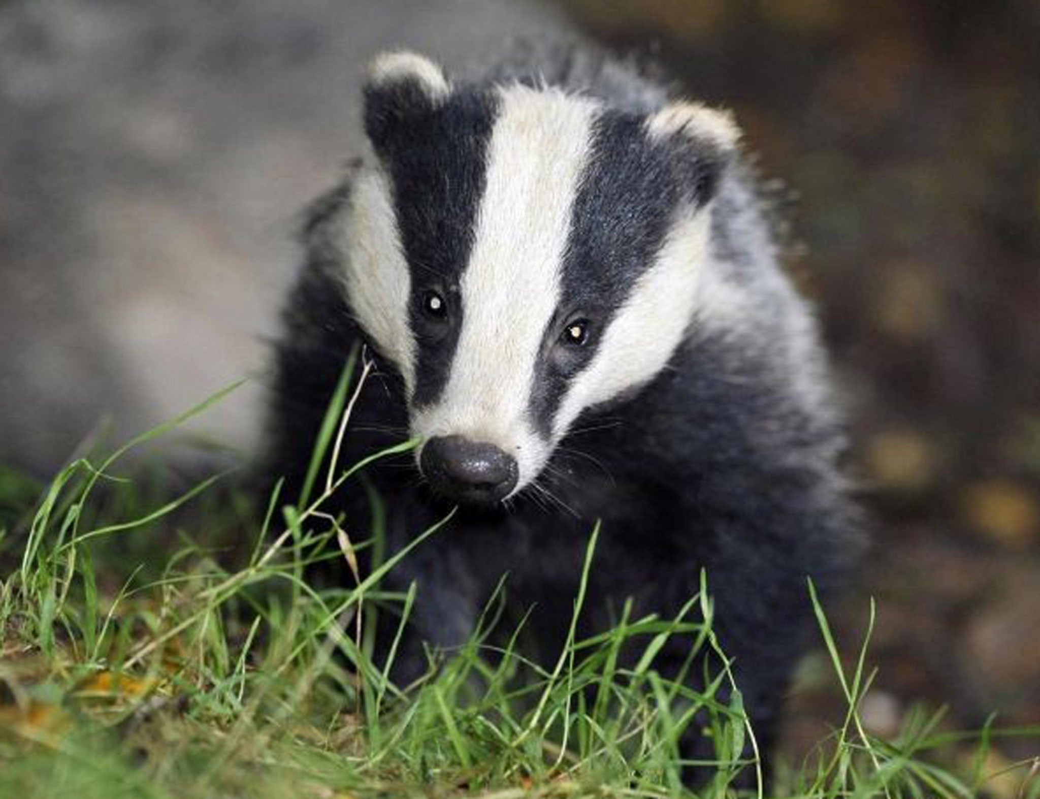 The badger was reportedly very threatening